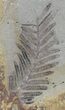 Metasequoia (Dawn Redwood) Fossil - Montana #62351-3